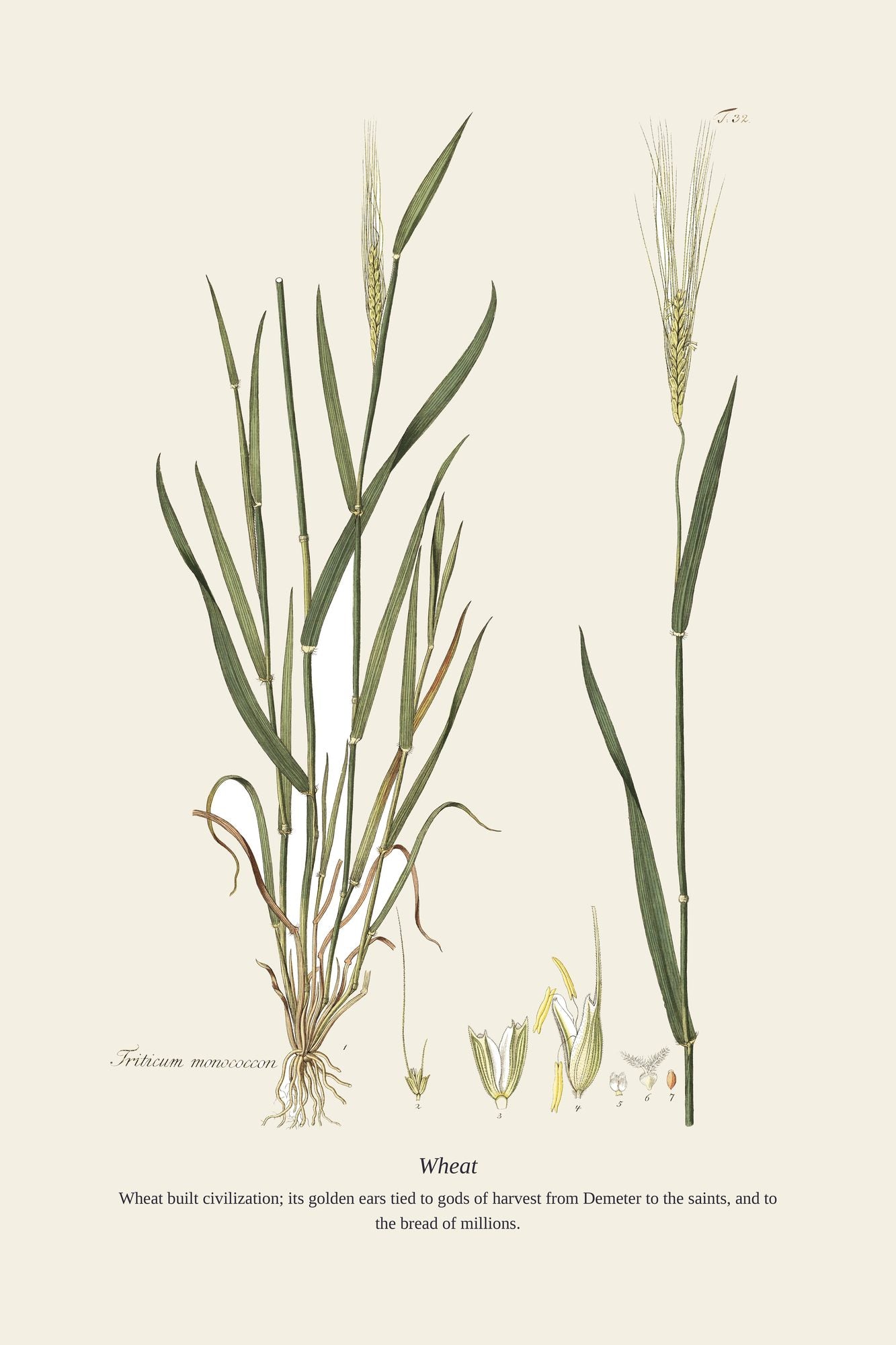 Wheat — antique art print