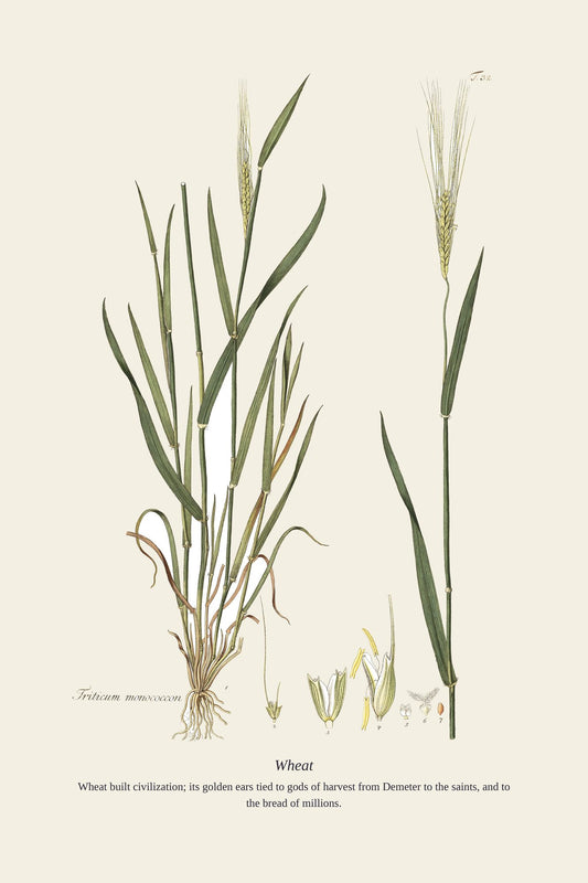 Wheat — antique art print