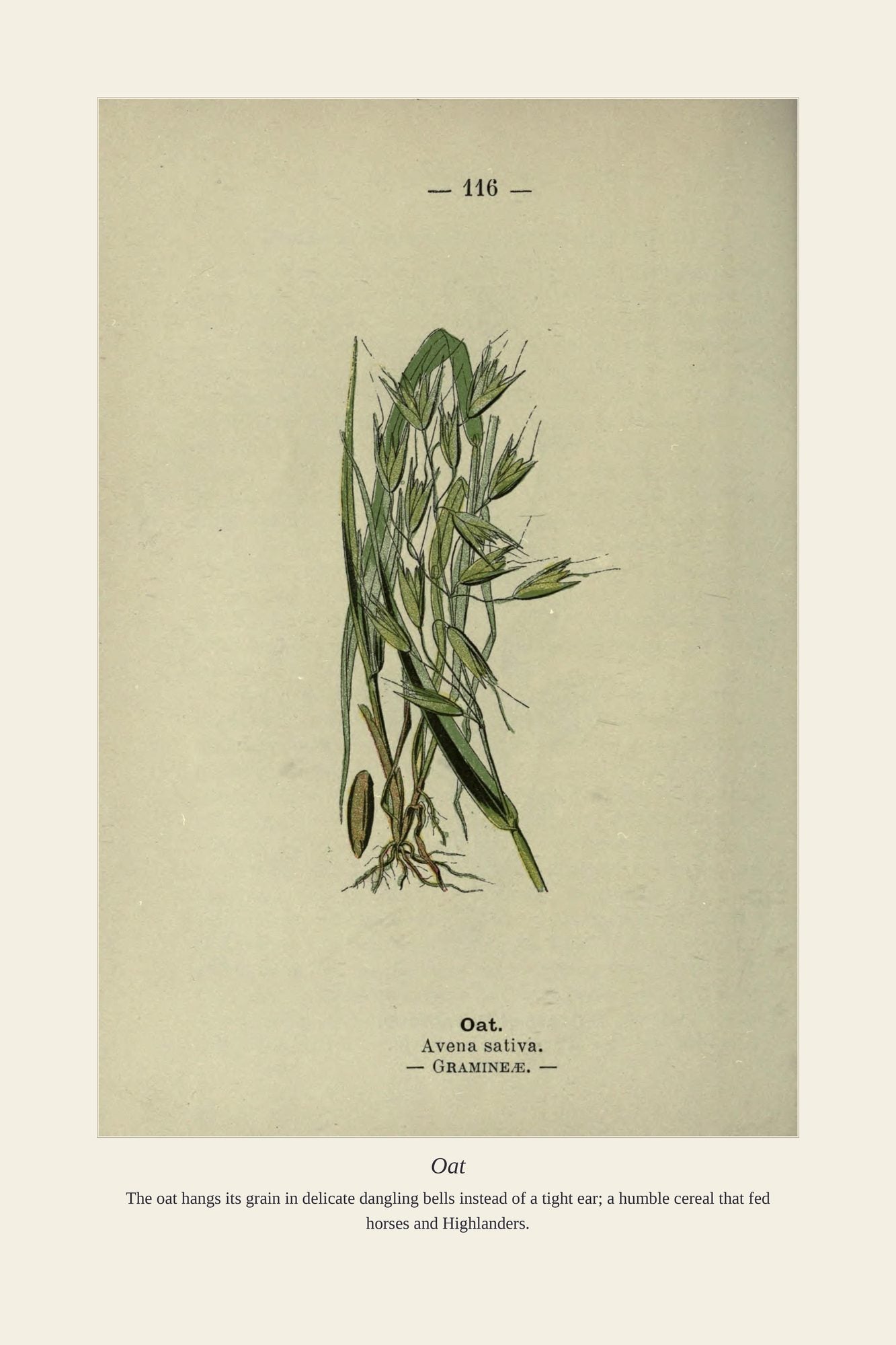 Oat — antique art print