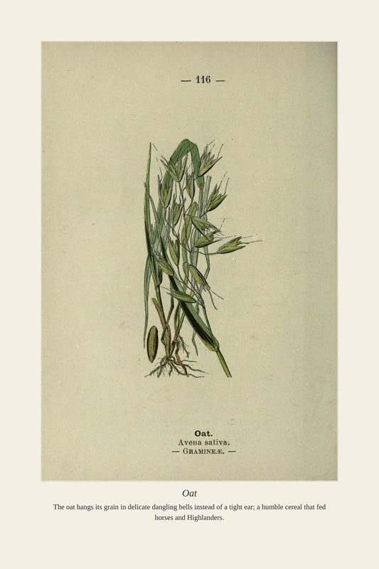 Oat — antique art print