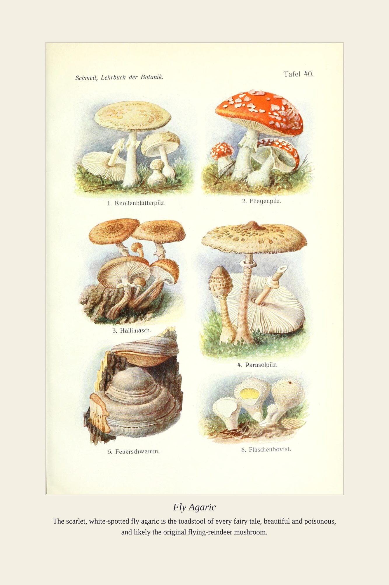 Fly Agaric — antique art print