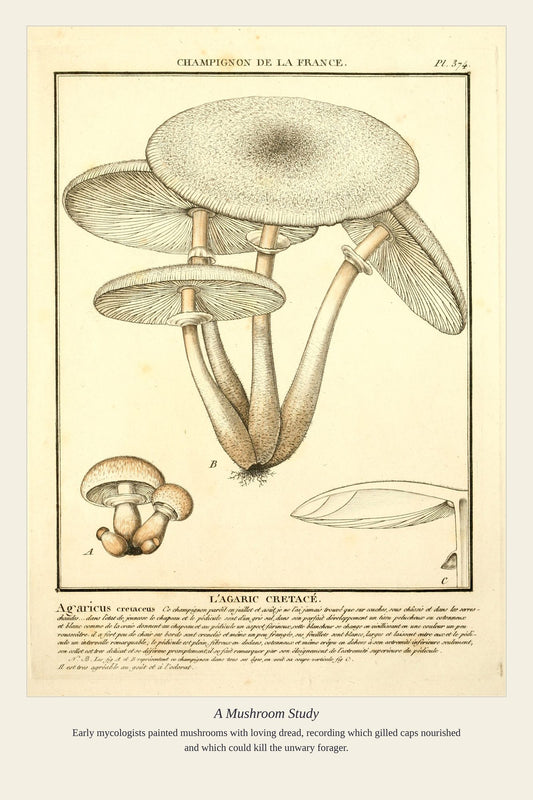 A Mushroom Study — antique art print