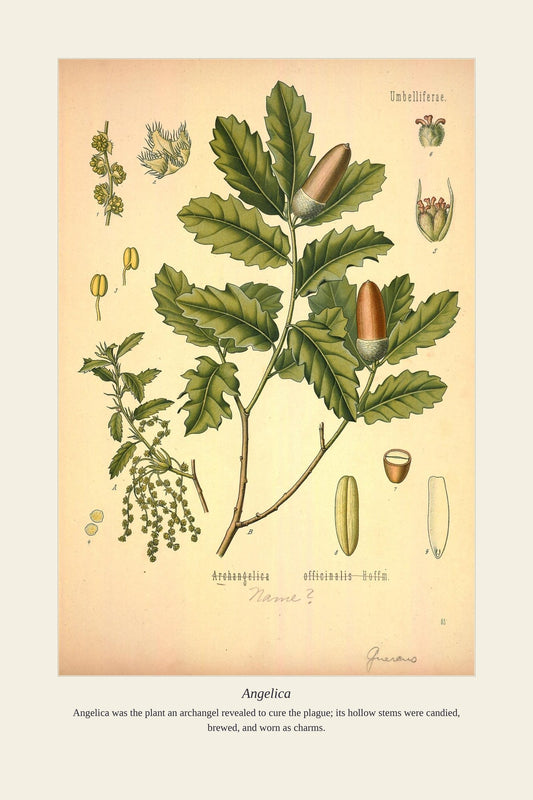Angelica — antique art print