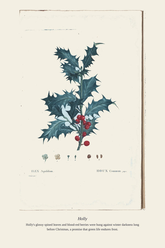 Holly — antique art print