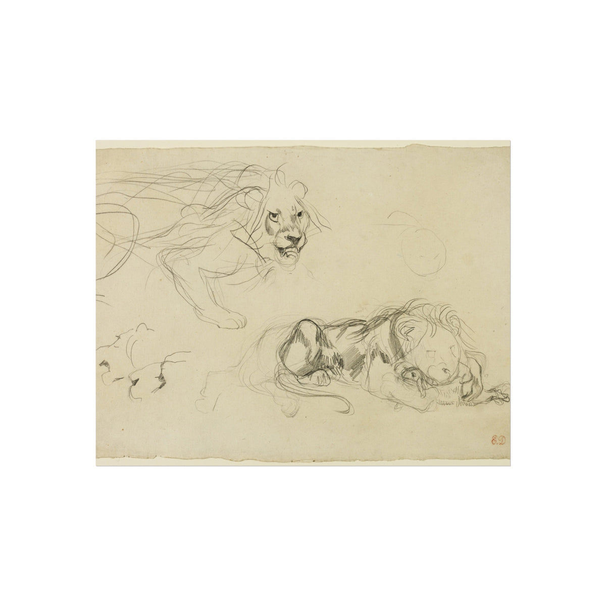 Studies of Lions — Eugène Delacroix Fine Art Poster