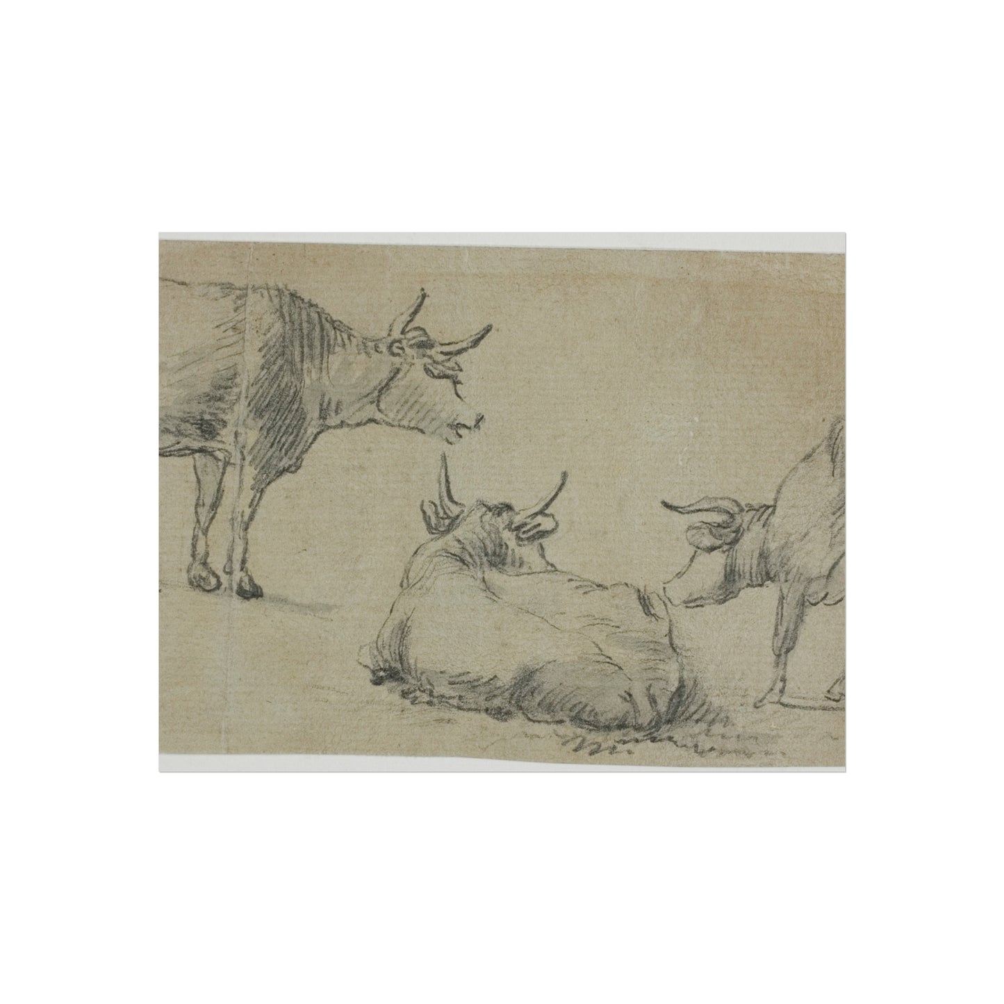 Aelbert Cuyp - Three Sketches of Cows | Fine Art Poster