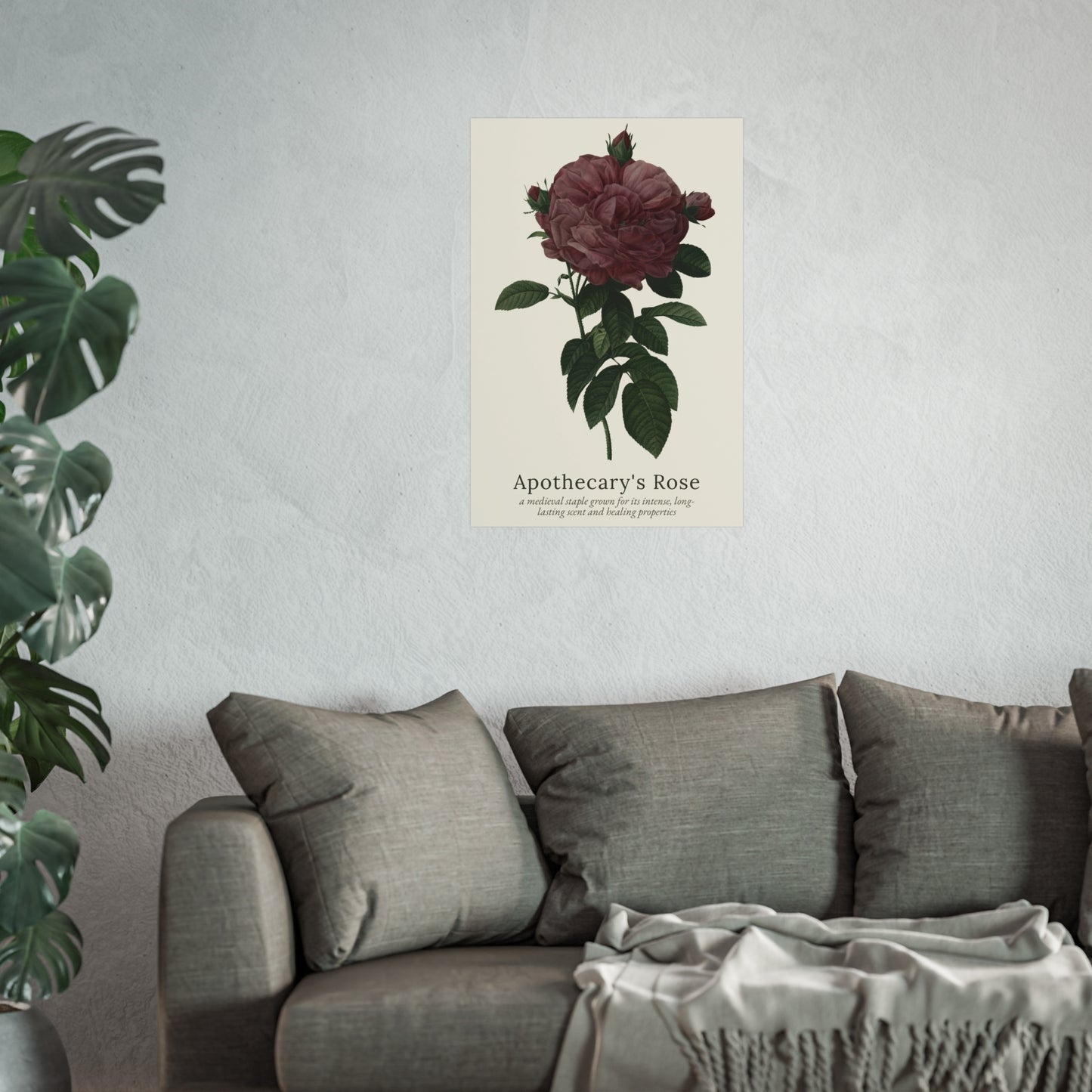 Apothecary's Rose Poster