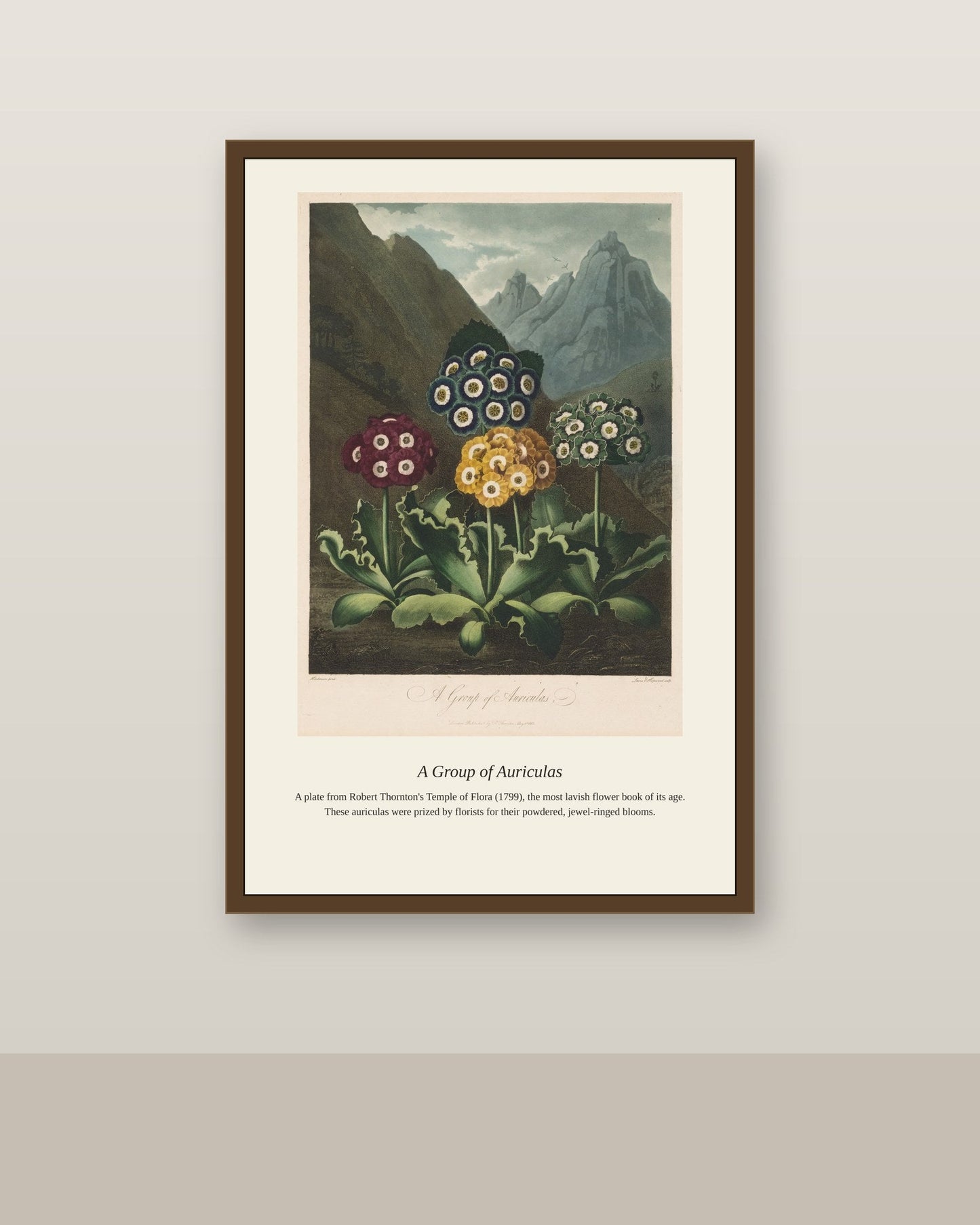 A Group of Auriculas antique botanical print shown framed on a wall in a styled room
