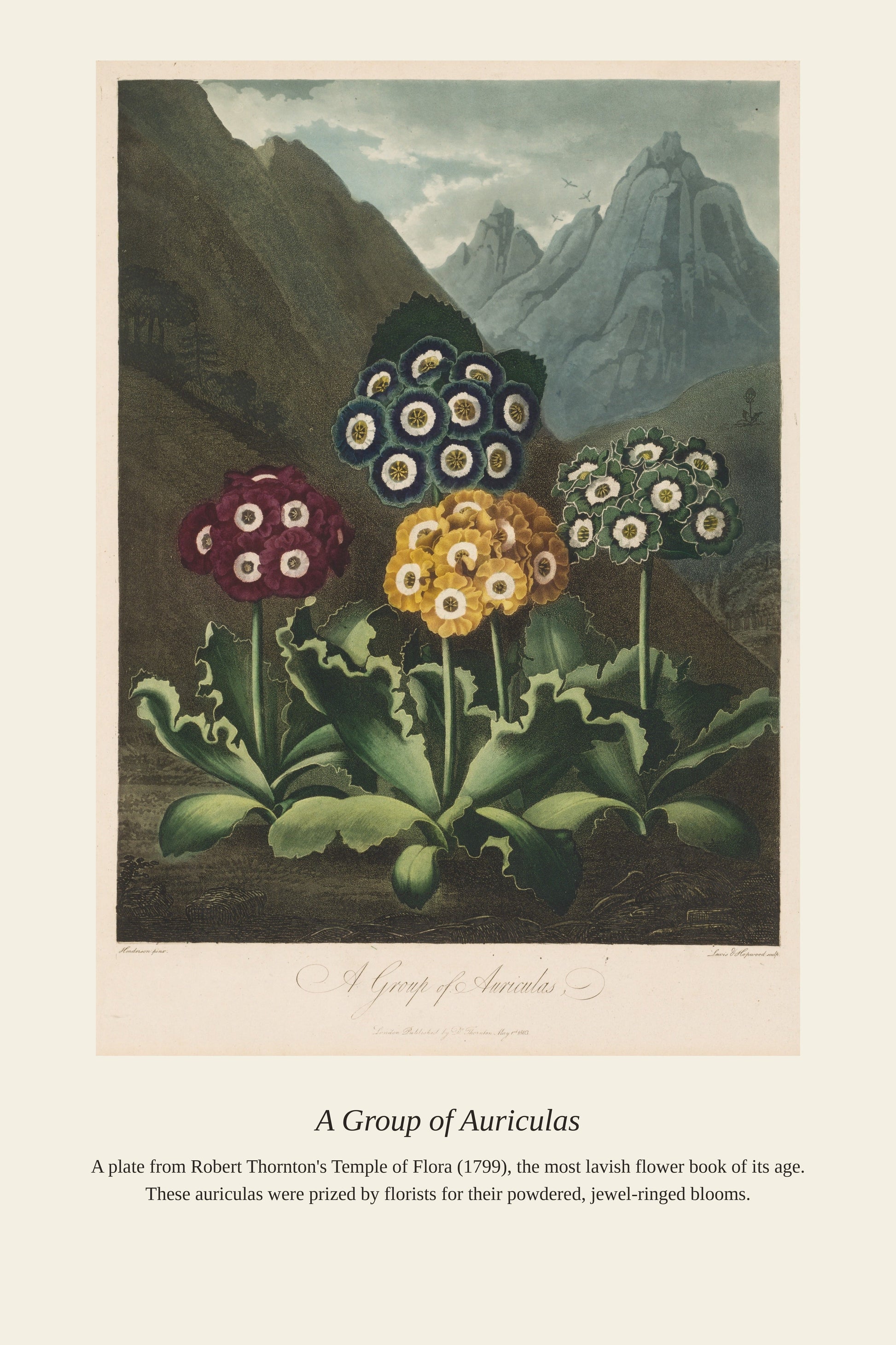 A Group of Auriculas - Antique Botanical Print