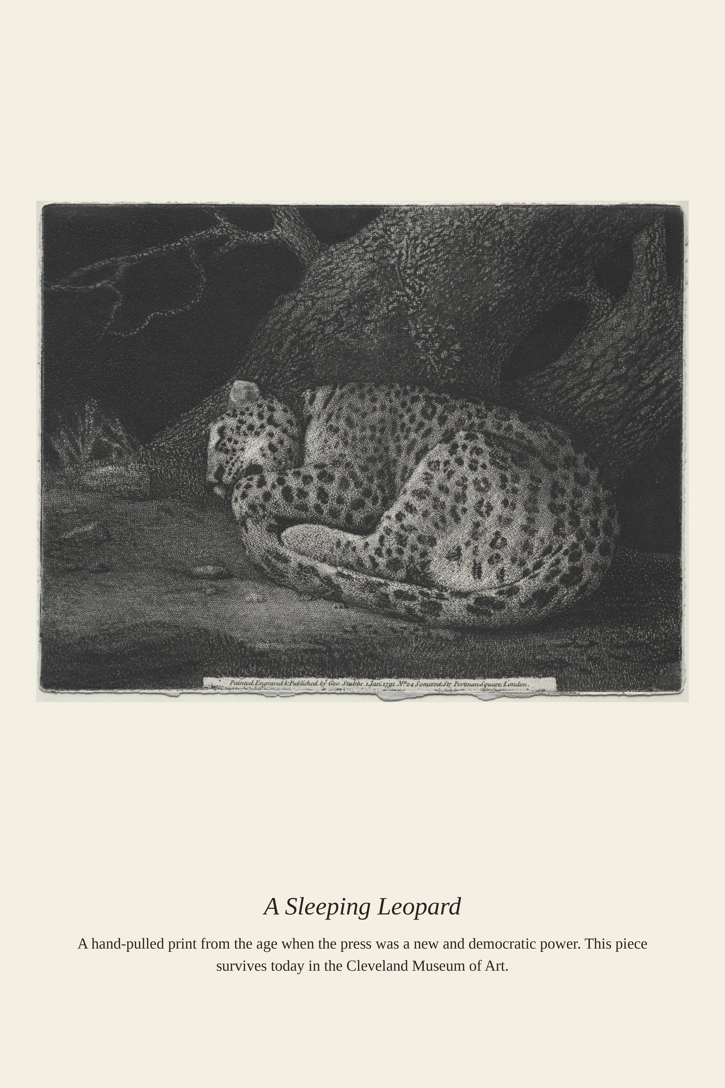 A Sleeping Leopard - Antique Asian Art Print