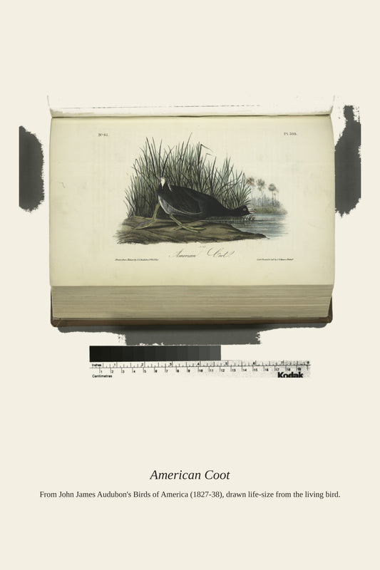 American Coot - Antique Bird Print