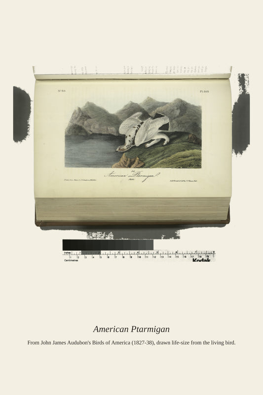 American Ptarmigan. Male - Antique Bird Print