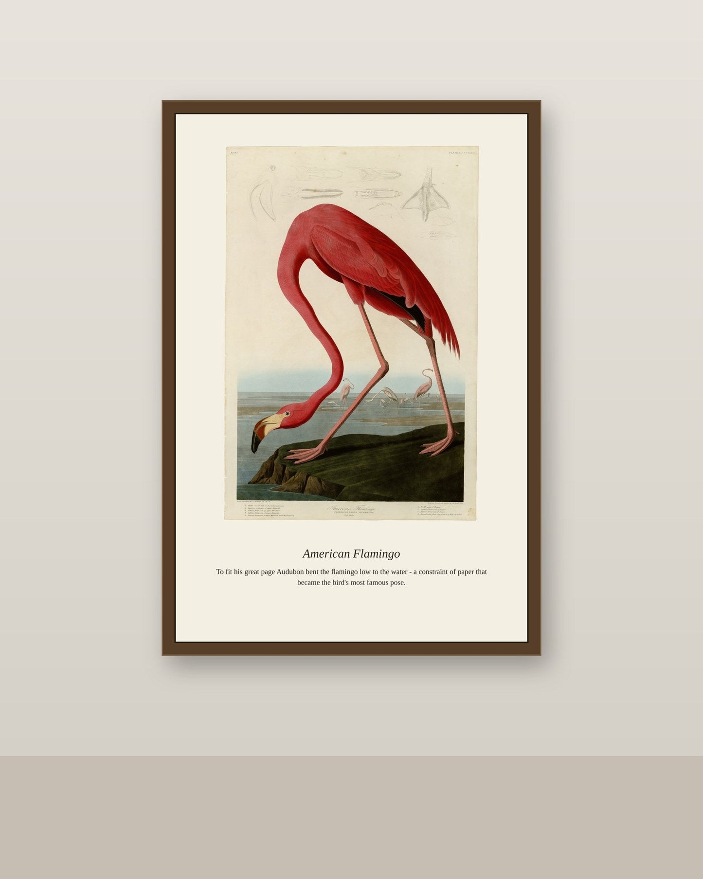 Audubon American Flamingo antique bird print shown framed on a wall in a styled room