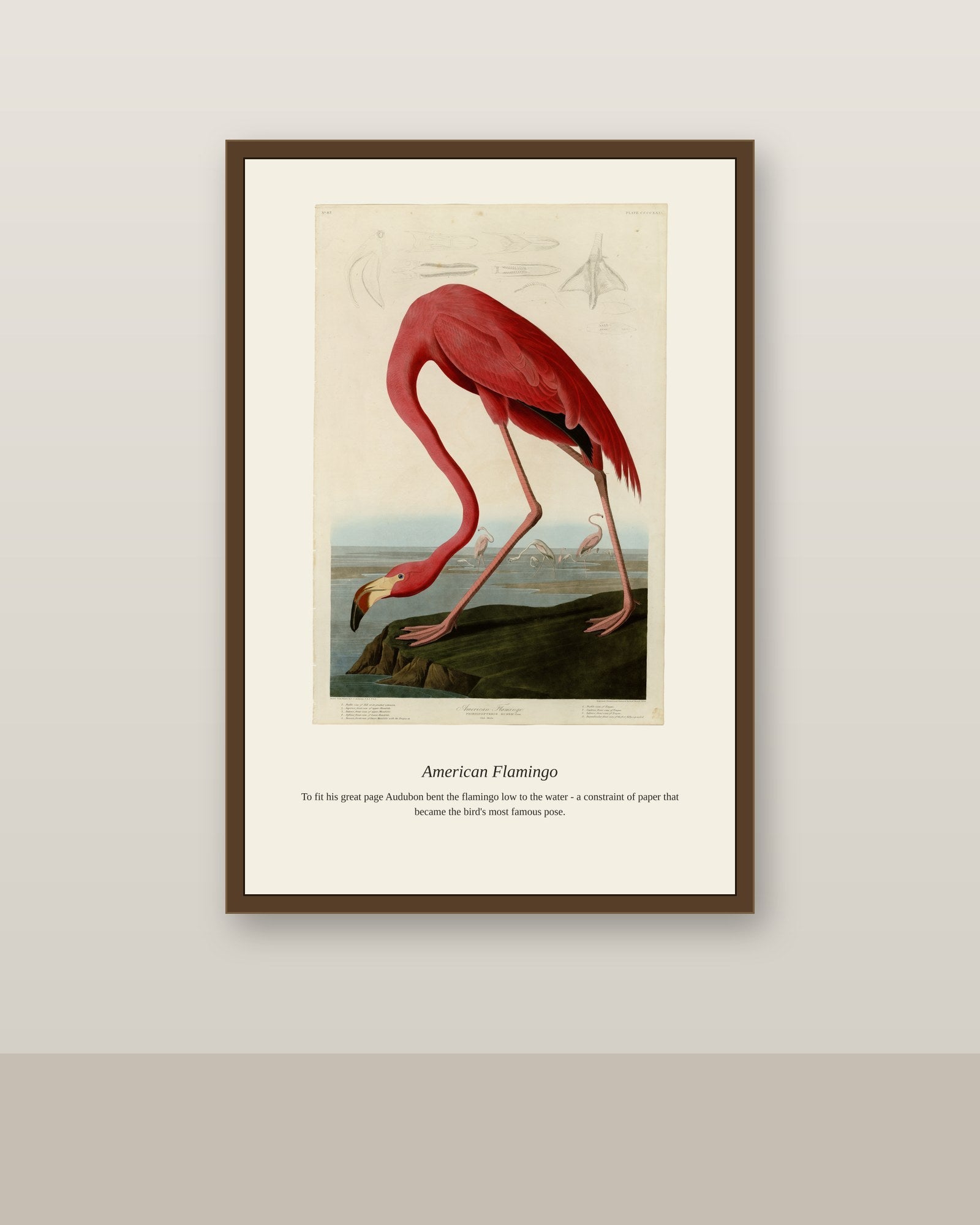 Audubon American Flamingo antique bird print shown framed on a wall in a styled room