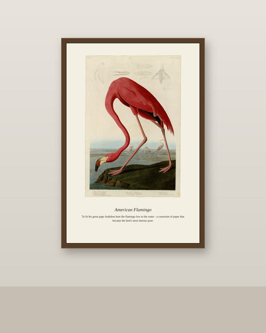Audubon American Flamingo antique bird print shown framed on a wall in a styled room