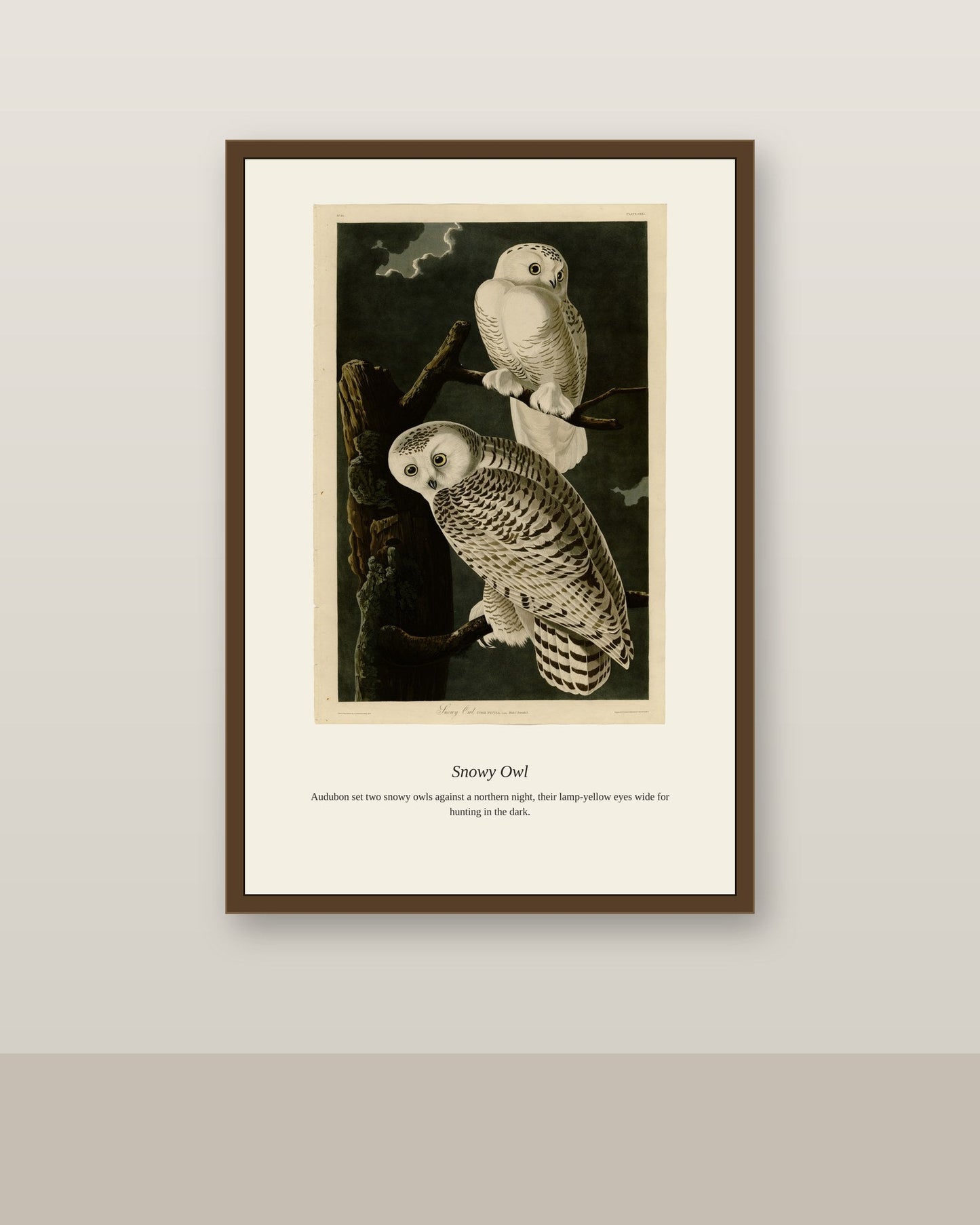 Audubon Snowy Owl antique bird print shown framed on a wall in a styled room