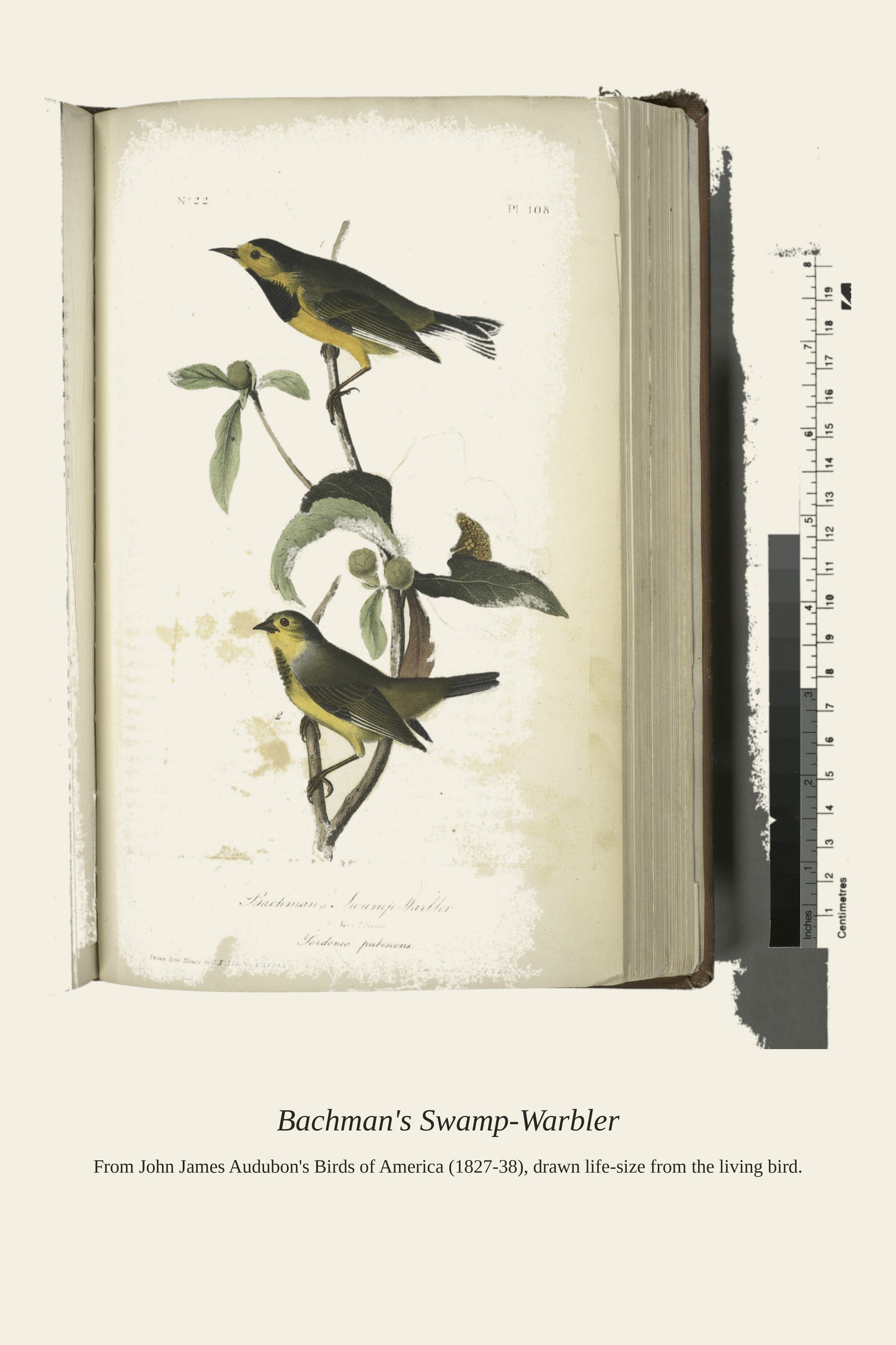 Bachman's Swamp Warbler. I. Male. II. Female - Antique Bird Print