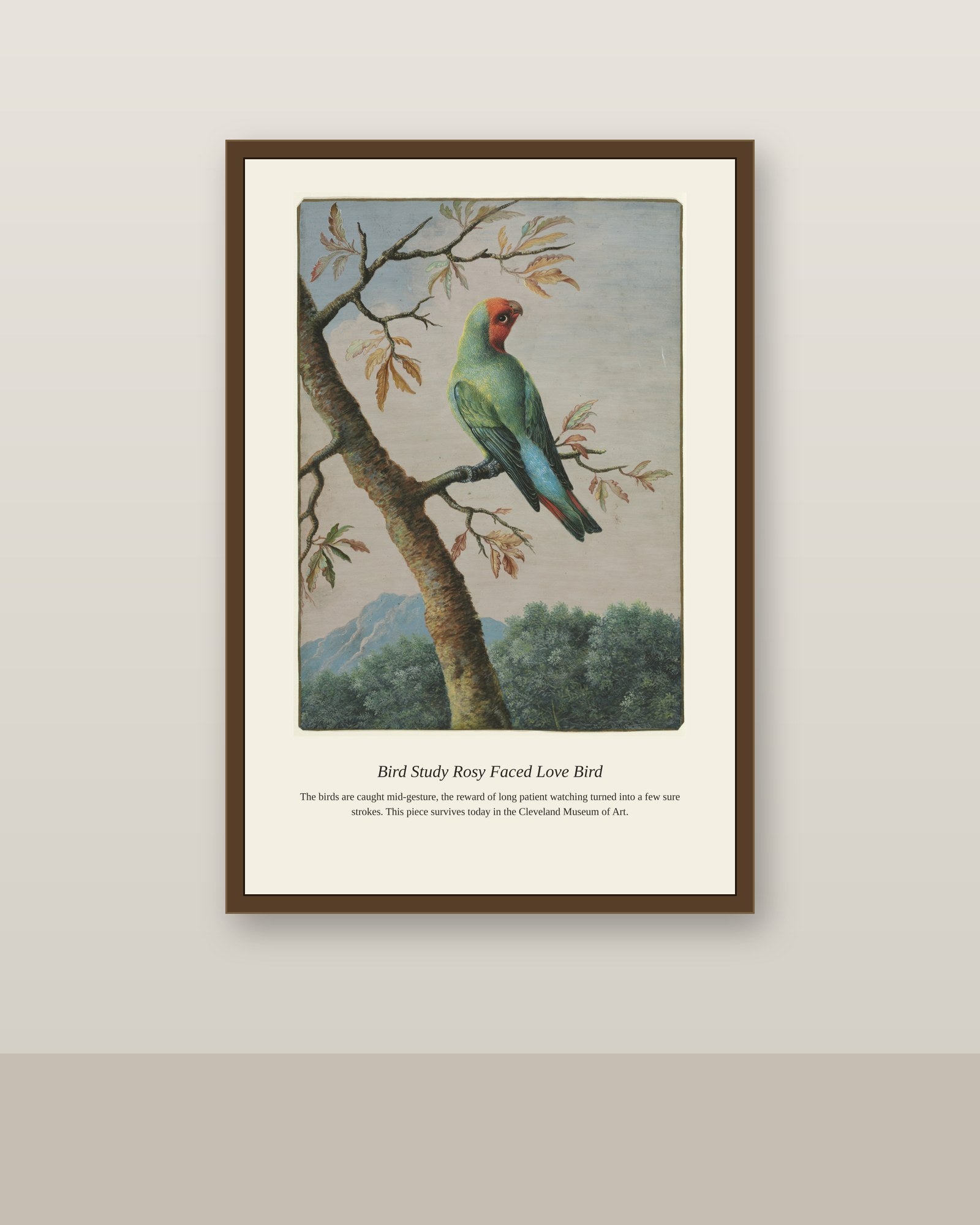 Bird Study Rosy Faced Love Bird antique natural history print shown framed on a wall in a styled room