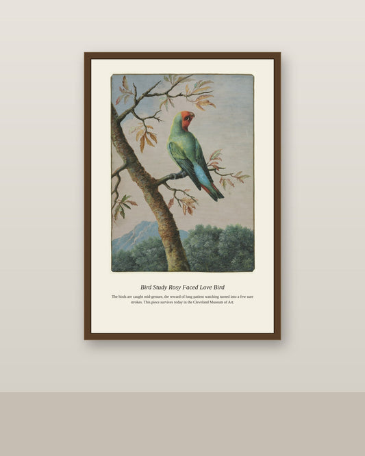 Bird Study Rosy Faced Love Bird antique natural history print shown framed on a wall in a styled room