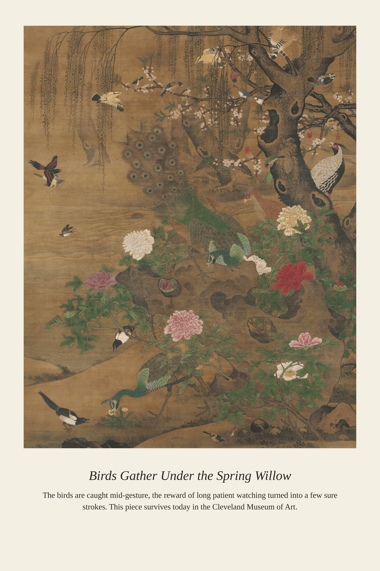 Birds Gather Under the Spring Willow - Antique Natural History Print