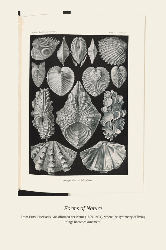 Bivalve Shells - Antique Natural History Print