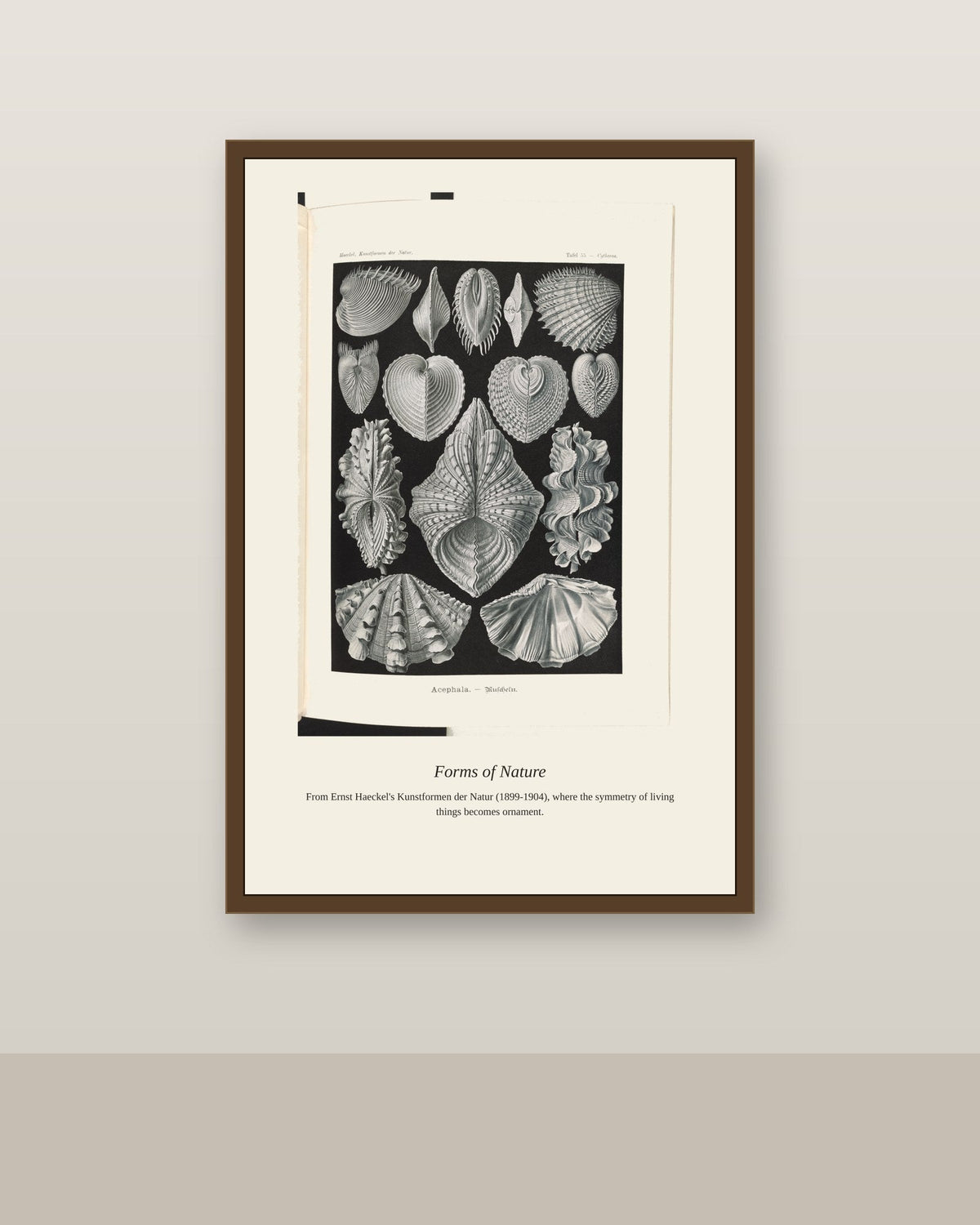 Bivalve Shells antique natural history print shown framed on a wall in a styled room