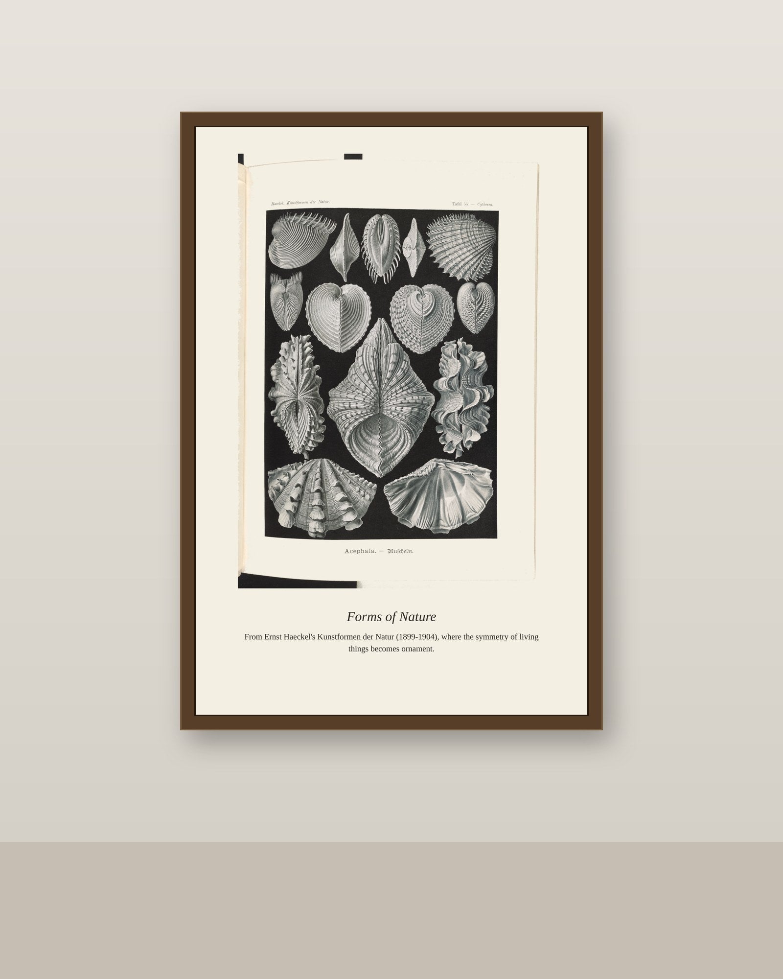 Bivalve Shells antique natural history print shown framed on a wall in a styled room
