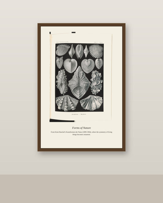 Bivalve Shells antique natural history print shown framed on a wall in a styled room