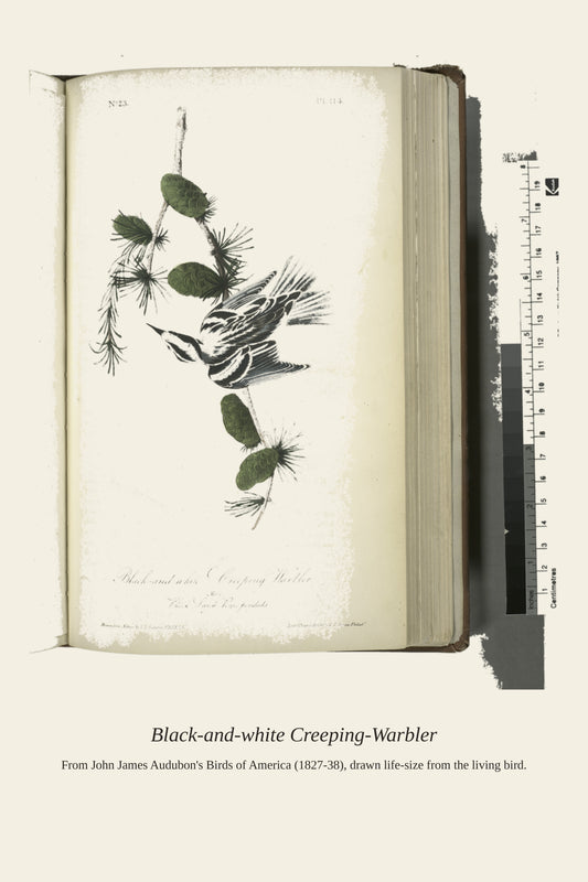 Black and White Creeping Warbler. Male - Antique Bird Print
