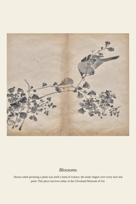 Blossoms - Antique Botanical Print