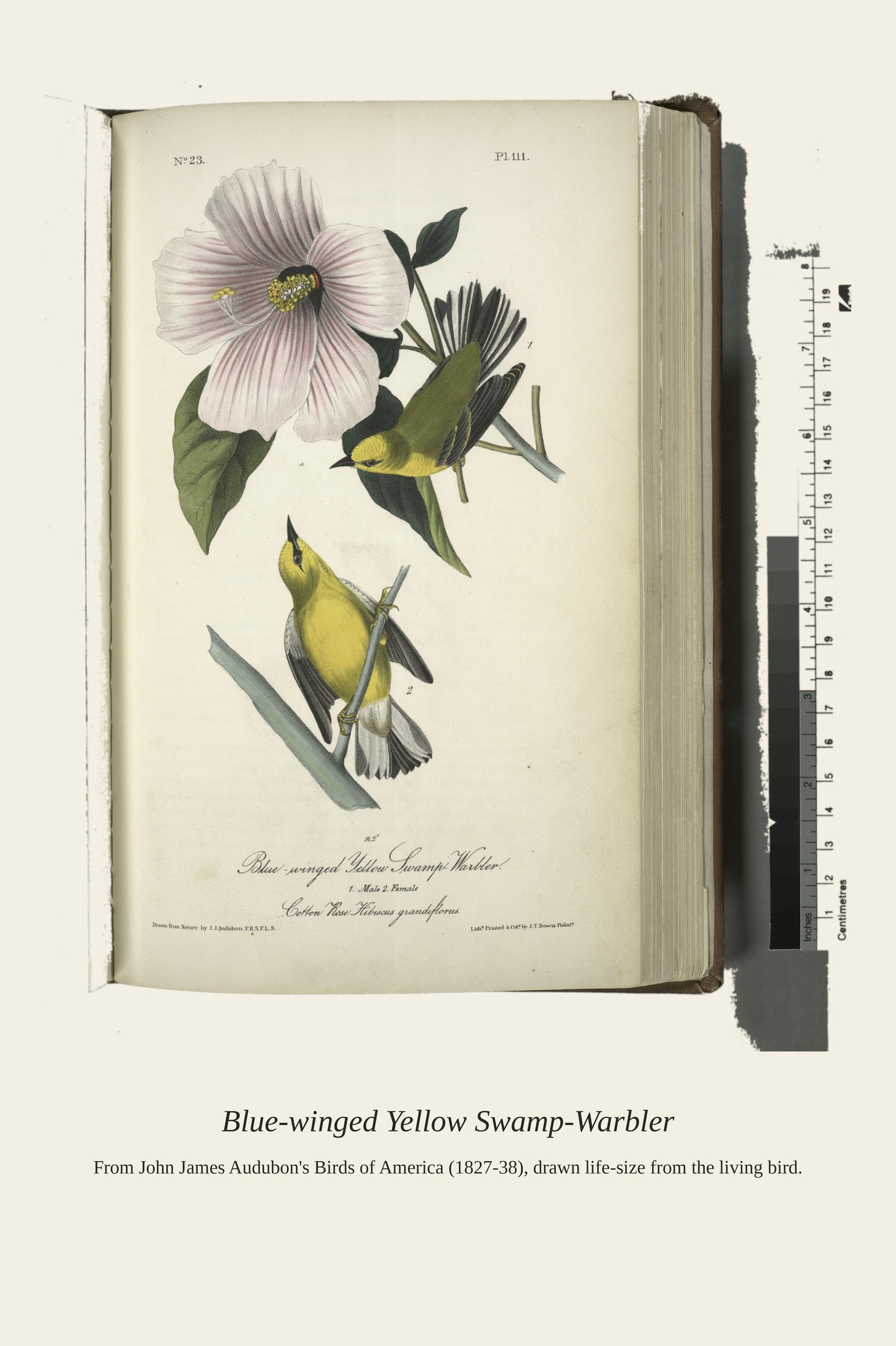 Blue Winged Yellow Swamp Warbler. I. Male. II - Antique Bird Print