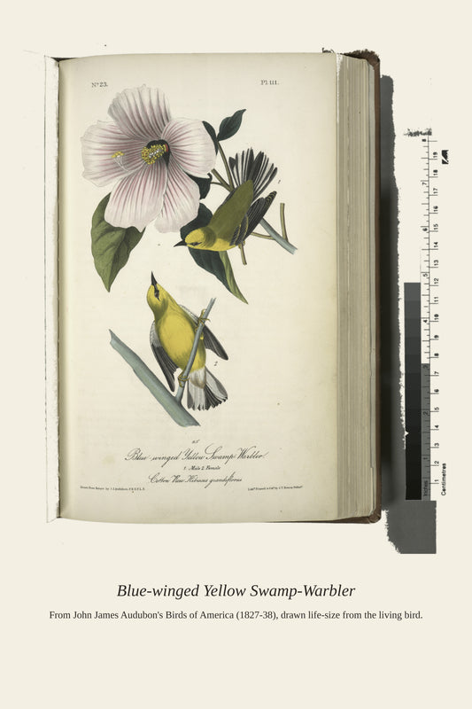 Blue Winged Yellow Swamp Warbler. I. Male. II - Antique Bird Print