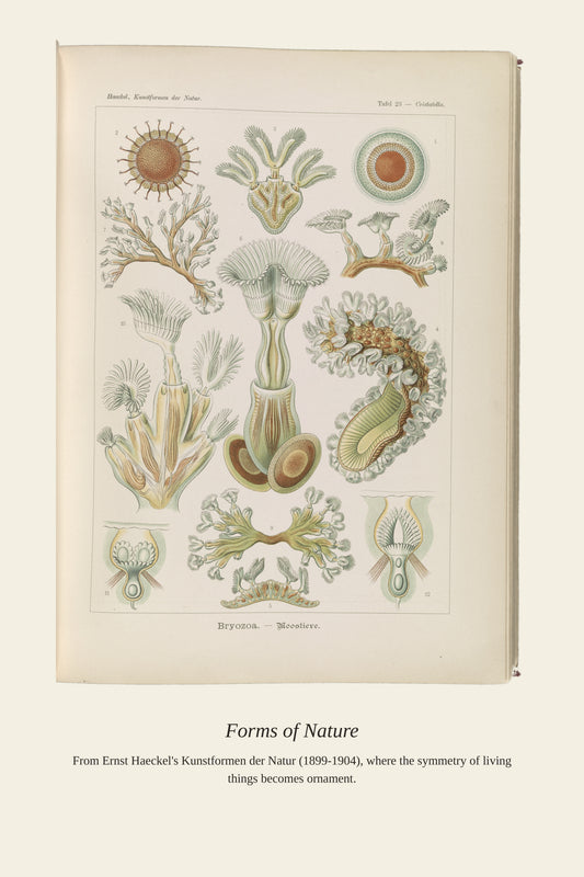 Bryozoans - Antique Natural History Print