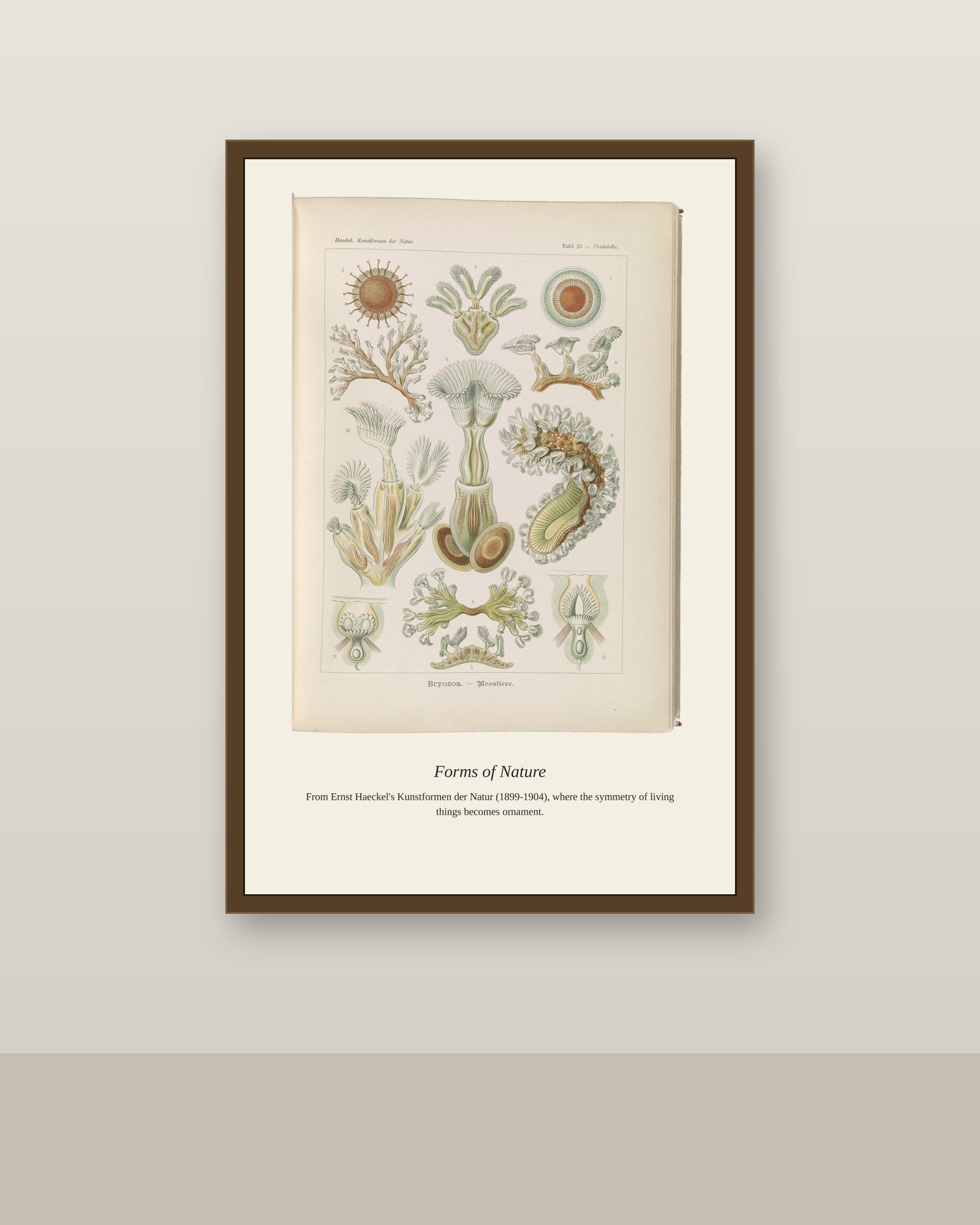 Bryozoans antique natural history print shown framed on a wall in a styled room
