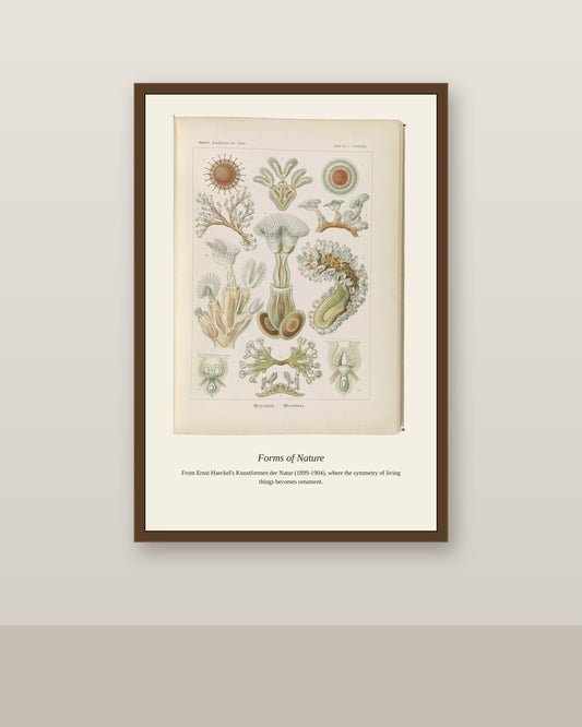 Bryozoans antique natural history print shown framed on a wall in a styled room