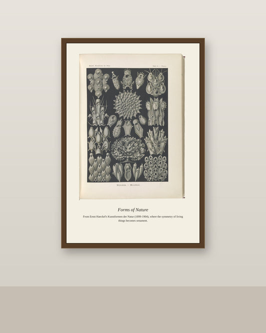 Bryozoans (2) antique natural history print shown framed on a wall in a styled room