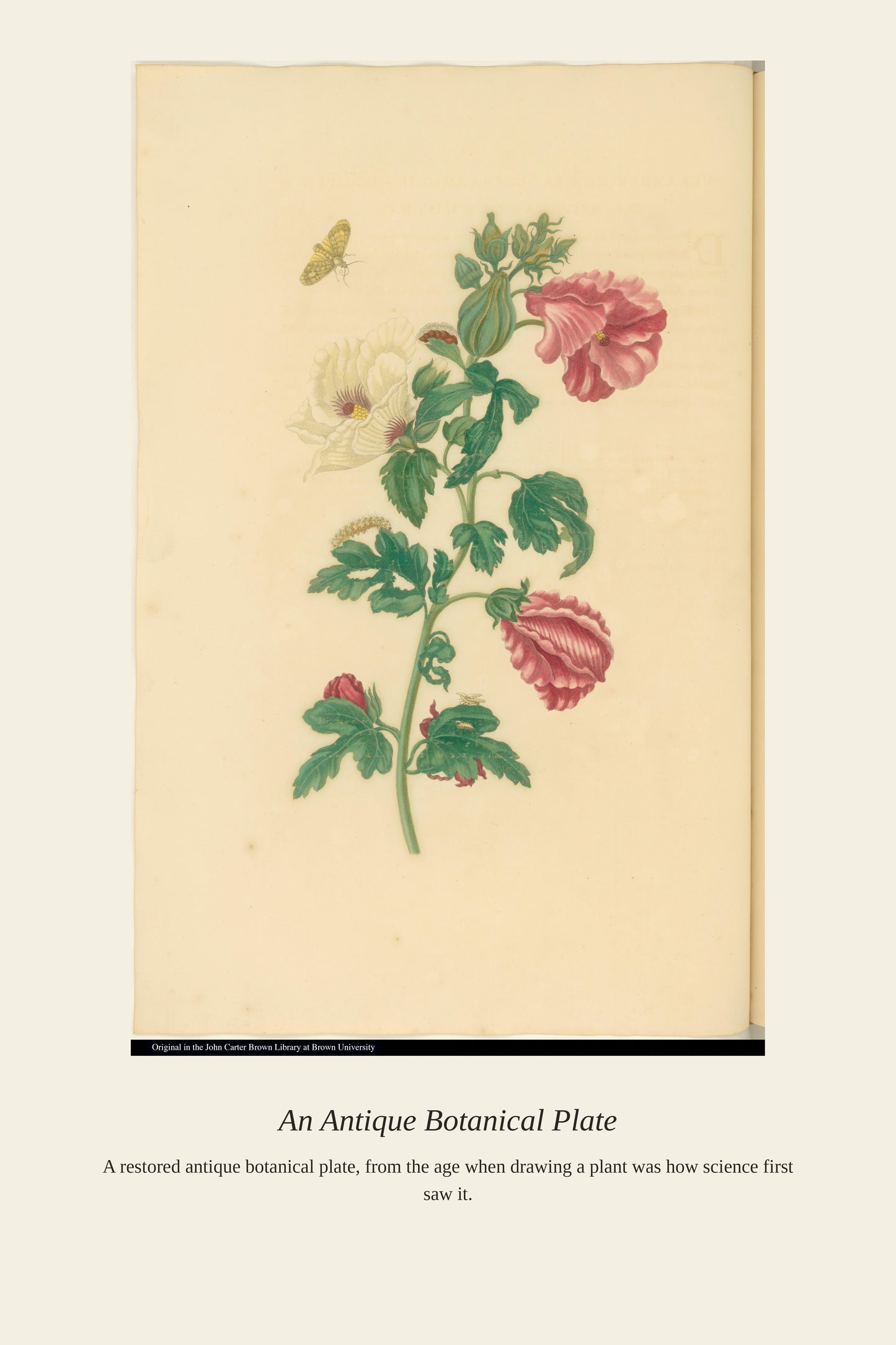 Butterfly on a Hibiscus Plant - Antique Bird Print