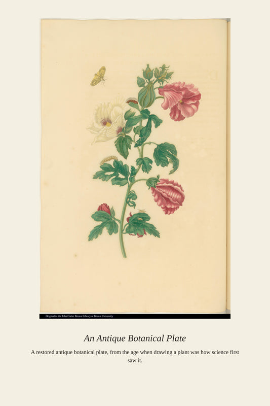 Butterfly on a Hibiscus Plant - Antique Bird Print