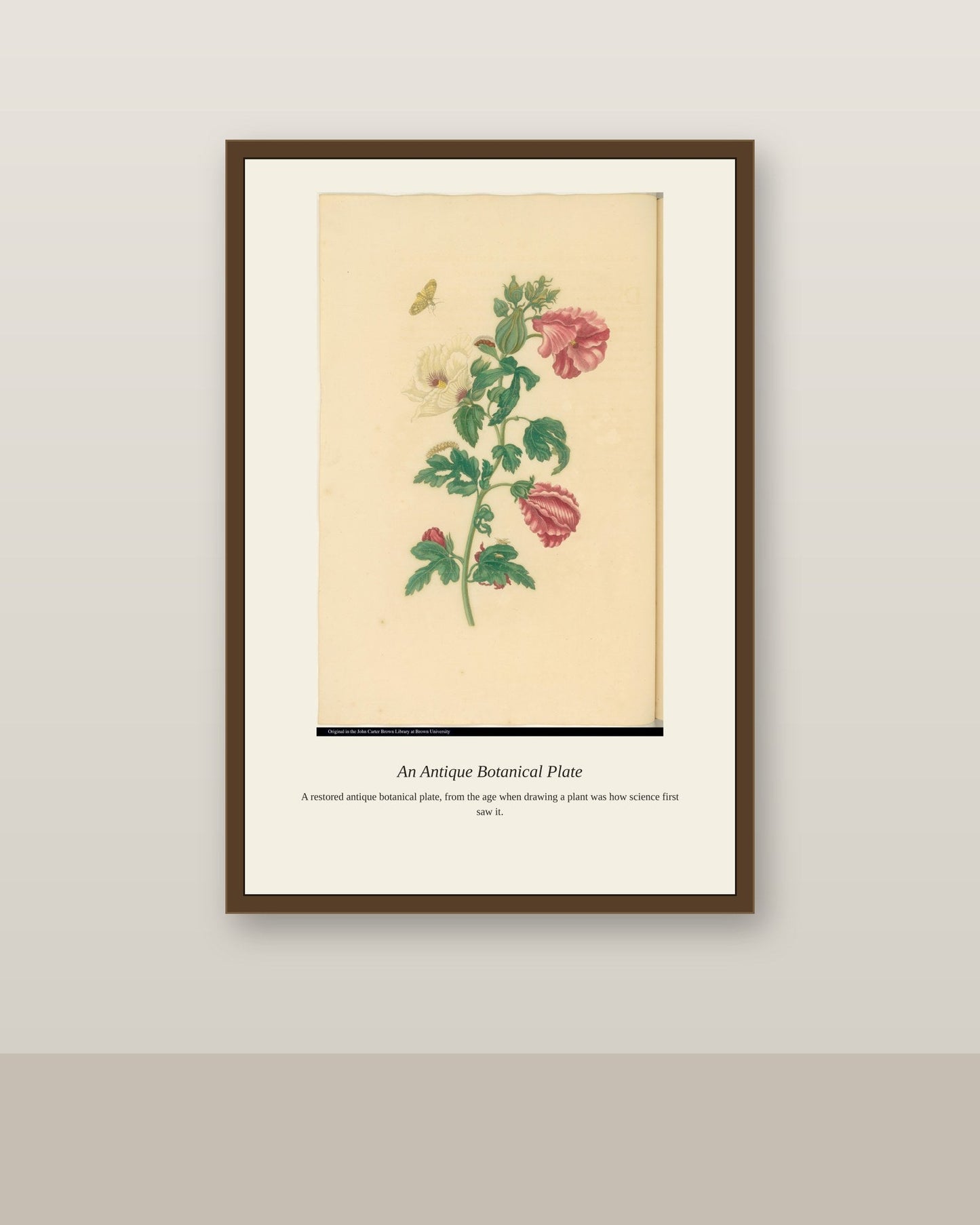 Butterfly on a Hibiscus Plant antique bird print shown framed on a wall in a styled room
