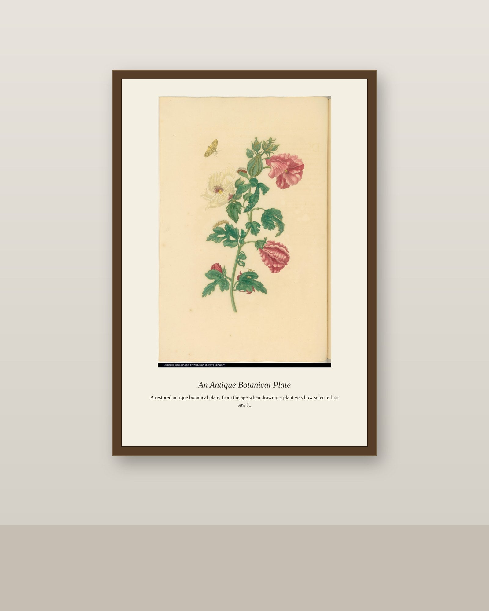 Butterfly on a Hibiscus Plant antique bird print shown framed on a wall in a styled room