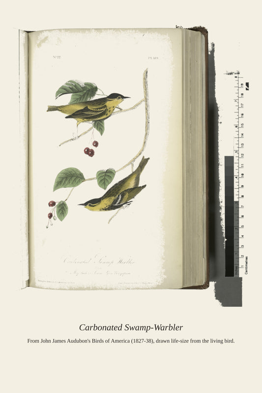 Carbonated Swamp Warbler. Males - Antique Bird Print