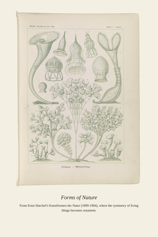 Ciliates - Antique Natural History Print