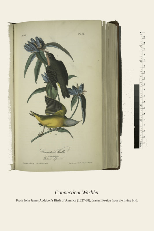 Connecticut Warbler. I. Male. II. Female - Antique Bird Print