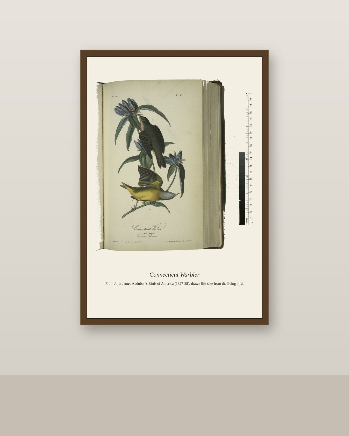 Connecticut Warbler. I. Male. II. Female antique bird print shown framed on a wall in a styled room