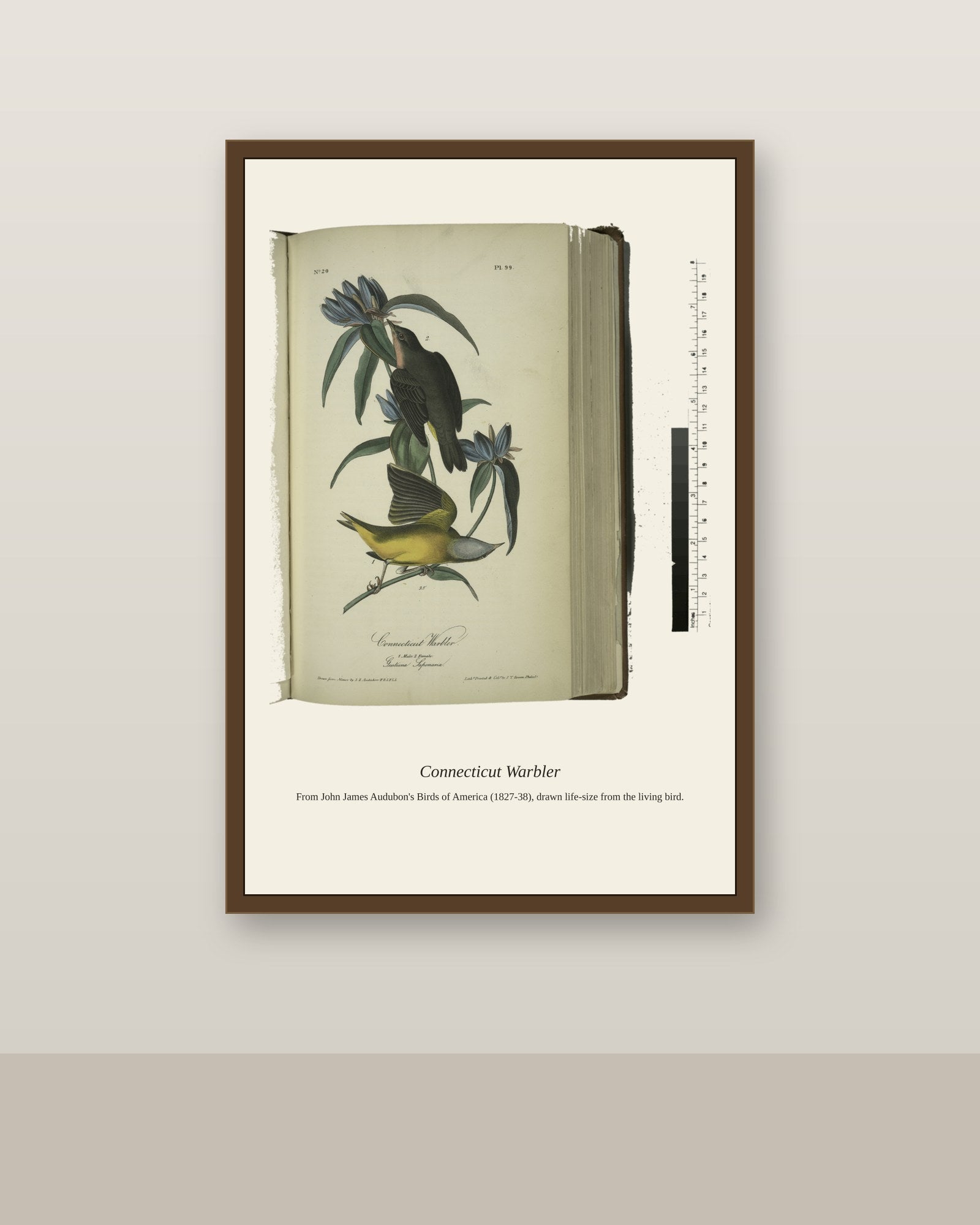 Connecticut Warbler. I. Male. II. Female antique bird print shown framed on a wall in a styled room