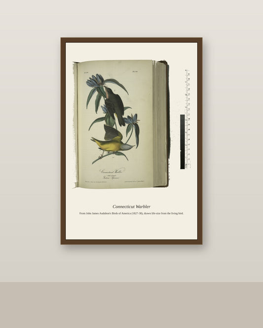 Connecticut Warbler. I. Male. II. Female antique bird print shown framed on a wall in a styled room