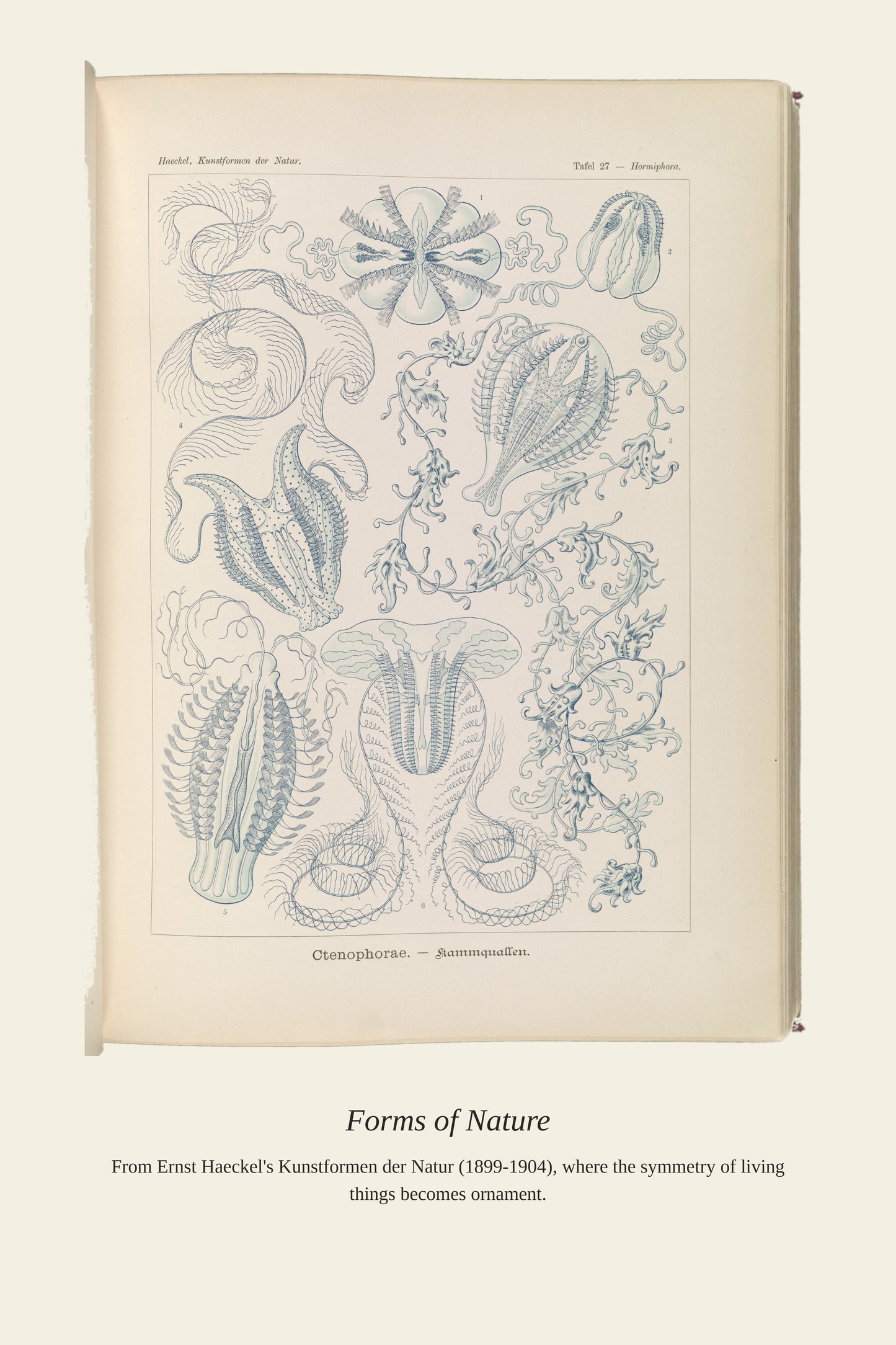 Ctenophorae. Kammquallen - Antique Art Print