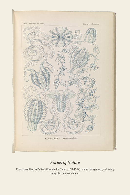 Ctenophorae. Kammquallen - Antique Art Print