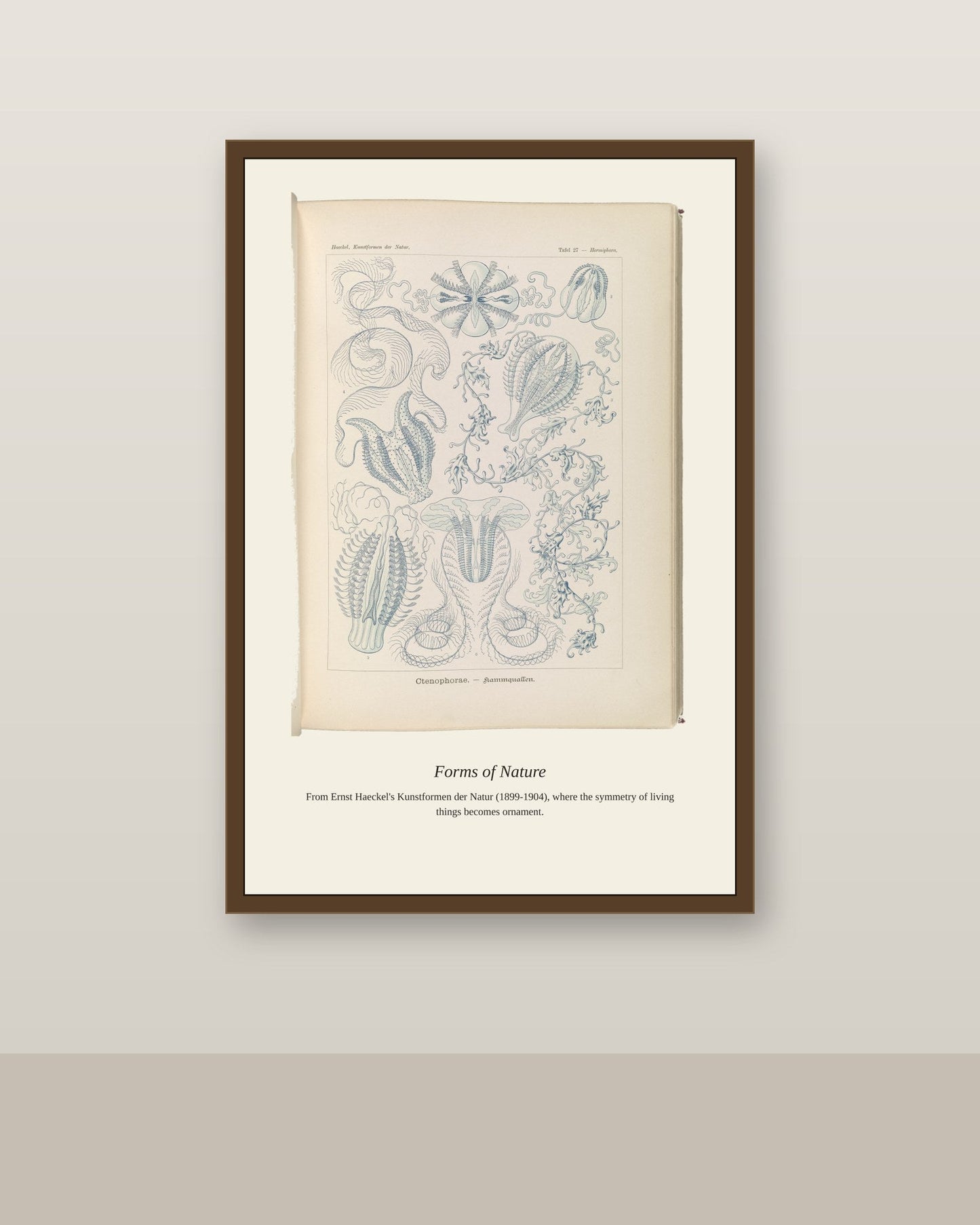 Ctenophorae. Kammquallen antique art print shown framed on a wall in a styled room