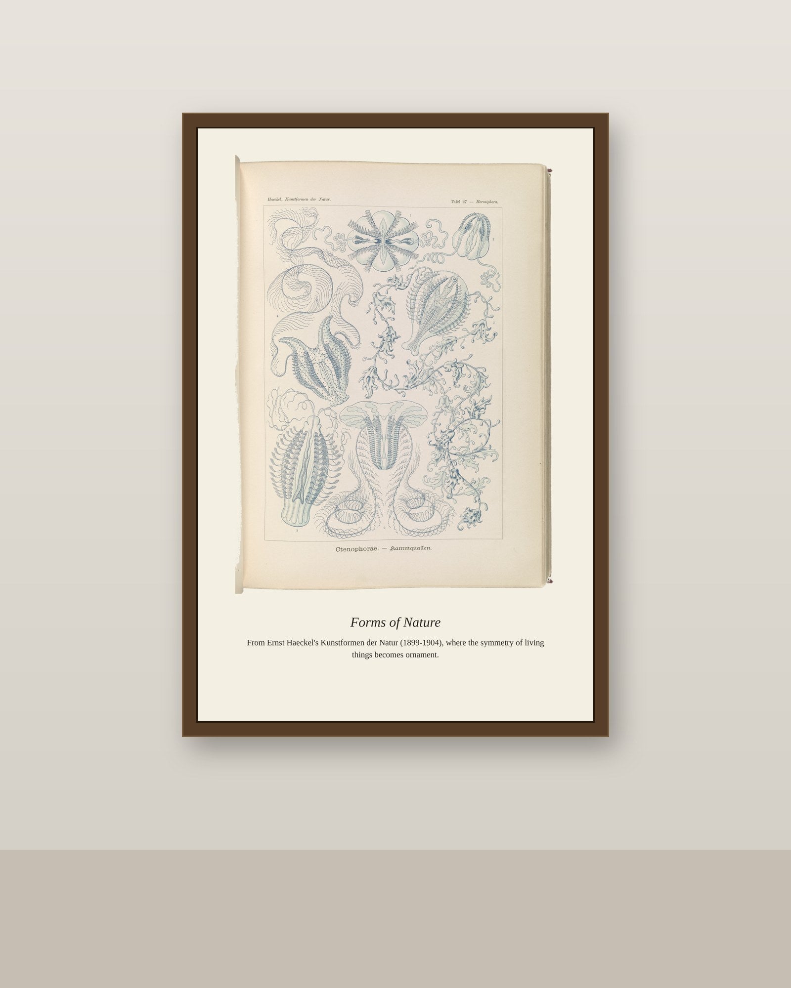 Ctenophorae. Kammquallen antique art print shown framed on a wall in a styled room